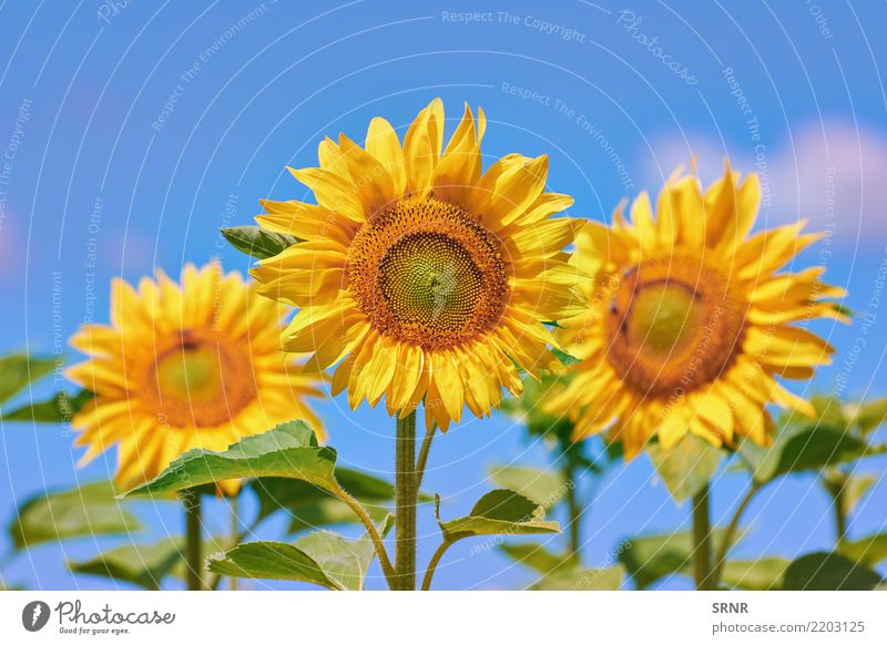 Blühende Sonnenblumen schön Sommer Garten Kultur Umwelt Natur Landschaft Pflanze Blume Blüte Wachstum hell natürlich gelb Farbe Ackerbau Beautyfotografie