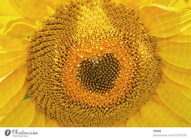 Blühende Sonnenblume schön Sommer Garten Kultur Umwelt Natur Landschaft Pflanze Blume Blüte Wachstum hell natürlich gelb Farbe Ökosystem ökologisch geblümt