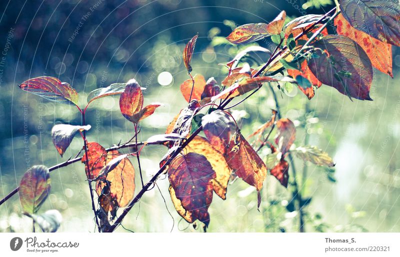 Herbst Impression Natur Pflanze Sträucher Blatt Teich Gefühle Herbstfärbung Herbstlaub herbstlich mehrfarbig Außenaufnahme Nahaufnahme Tag Kontrast Unschärfe