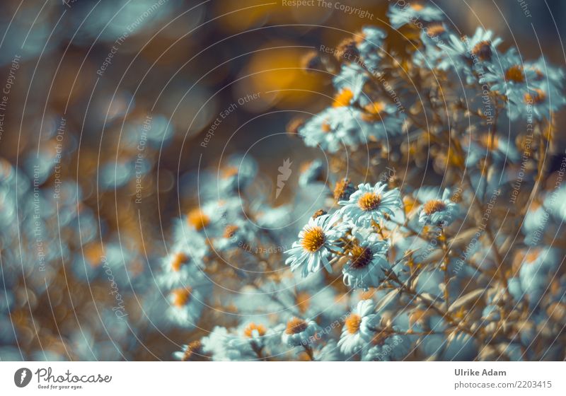 Herbst - Astern elegant Design einrichten Dekoration & Verzierung Kunst Natur Pflanze Sommer Blume Blüte Garten Park Blühend glänzend leuchten Wärme weich