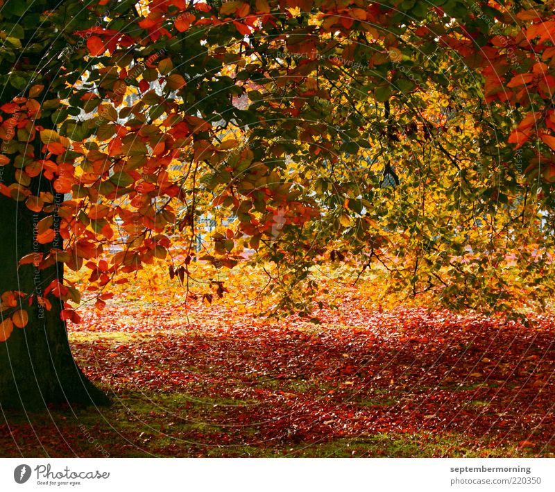 Herbstzauber Baum braun gelb grün rot Farbfoto Außenaufnahme Menschenleer Herbstlaub Herbstfärbung herbstlich Blatt Baumstamm Tag