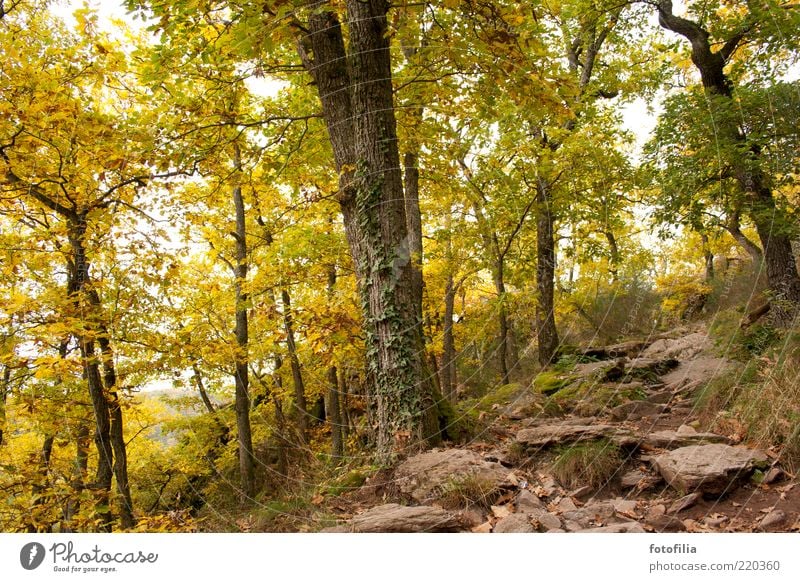 herbstmärchenwald Ferien & Urlaub & Reisen Ausflug Berge u. Gebirge Umwelt Natur Landschaft Erde Herbst Schönes Wetter Pflanze Baum Gras Wald Hügel Vogesen