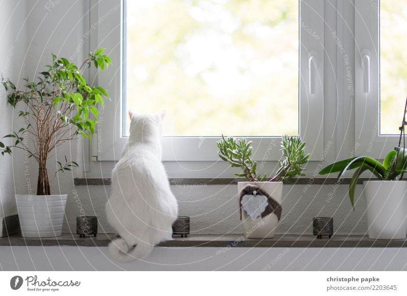 Katzenkino Häusliches Leben Wohnung Raum Wohnzimmer Tier Haustier 1 beobachten Erholung Blick sitzen niedlich Fensterblick weiß Fensterbrett Farbfoto