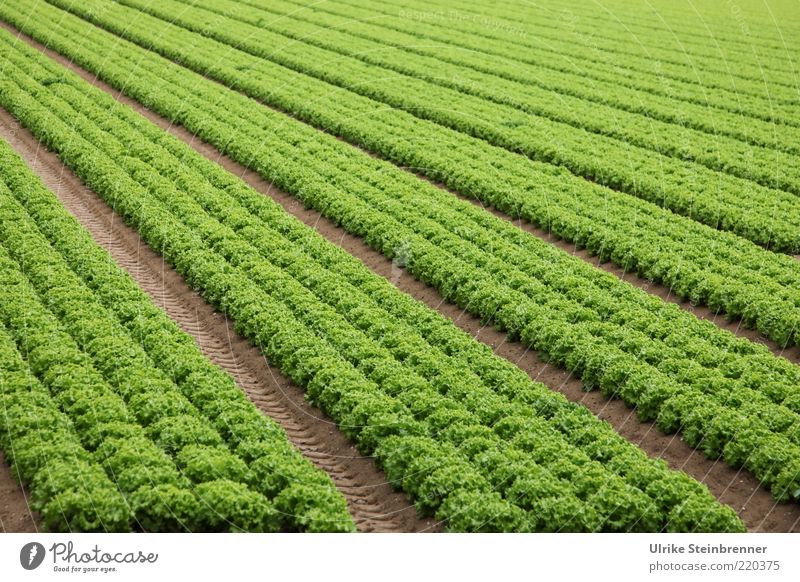 Reihenweiser Anbau Lollo bianco Salatköpfen grün kraus Grünpflanze Vegetarische Ernährung Ackerbau Aussaat Landwirtschaft Feld Linie 4 mehrere Fluchtpunkt