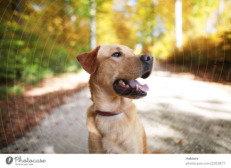 Herbstliches Hundeportrait Umwelt Natur Schönes Wetter Wald Tier Haustier 1 Blick schön natürlich Neugier Freude Glück Fröhlichkeit Zufriedenheit Lebensfreude