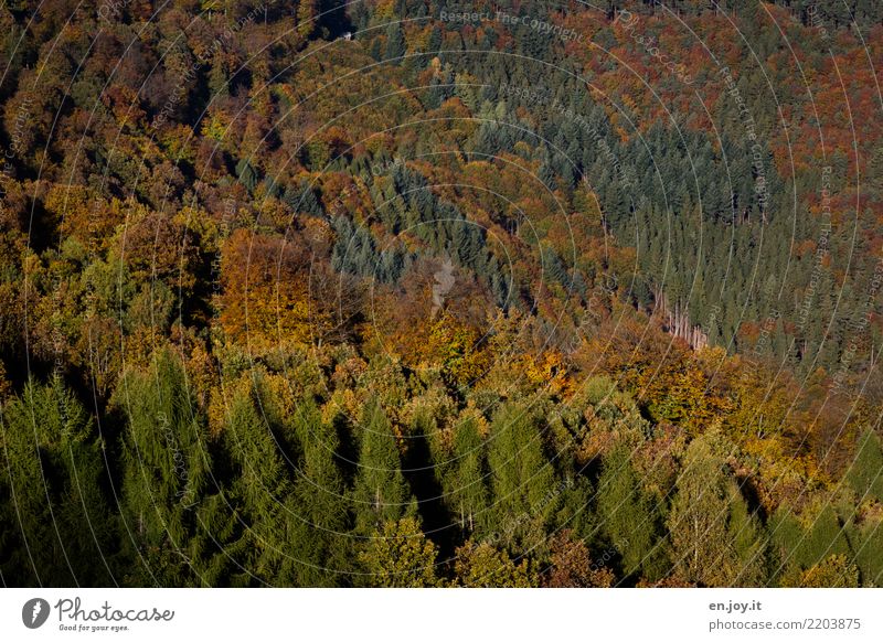 Wandel Natur Landschaft Pflanze Herbst Klimawandel Wald Pfälzerwald alt grün orange Umwelt Umweltschutz Ferien & Urlaub & Reisen Vergänglichkeit Wachstum