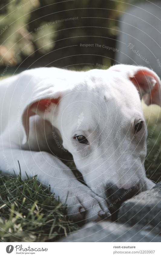 Dogo Argentino - Argentino Mastiff Welpe Tier Haustier Hund Pfote 1 Tierjunges liegen Blick weiß Tierliebe ruhig Erholung Tierporträt Haushund schön niedlich