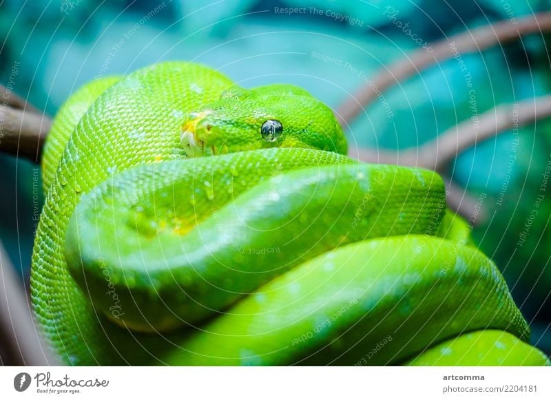 Grüner Baumpython auf einem Ast Schlange grün Python Kopf tropisch Terrarium Skala Makro Smaragd Wald Fauna Natur Haustier exotisch Struktur Reptil Auge Tier