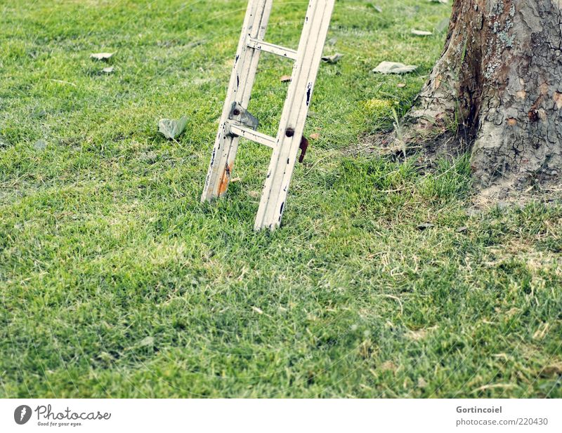 Nach oben Umwelt Natur Gras Garten Wiese grün Leiter Baumrinde Leitersprosse aufsteigen Farbfoto Außenaufnahme Textfreiraum unten Tag Schwache Tiefenschärfe