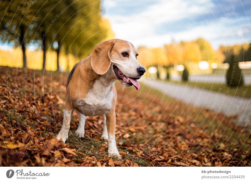 Portrait of a Beagle dog in autumnal landscape Tier Haustier Hund Tiergesicht 1 Spielen portrait hound hound dog hunting dog domestic animal mammal brown