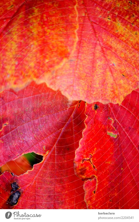 Herbstblattröte Natur Pflanze Sträucher Blatt Garten leuchten rot Gefühle Farbe Klima Kraft Sinnesorgane Umwelt Wandel & Veränderung Farbfoto Außenaufnahme