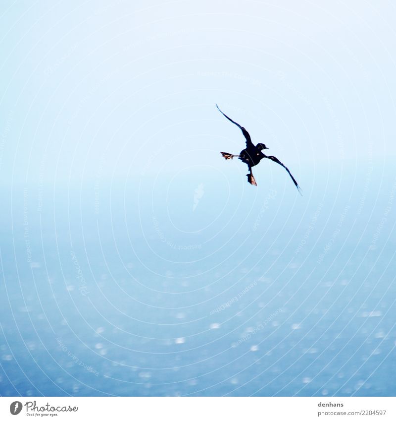 Kapscharbe elegant Freude Ferne Meer Tier Vogel Phalacrocorax capensis Kormoran 1 rennen Bewegung fliegen genießen ästhetisch lustig maritim blau Mut Einsamkeit