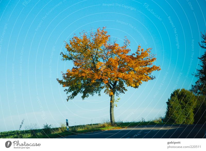 Randerscheinung Umwelt Landschaft Himmel Wolkenloser Himmel Herbst Pflanze Baum Landstraße blau standhaft einzigartig Laubbaum Blatt mehrfarbig Am Rand Farbfoto