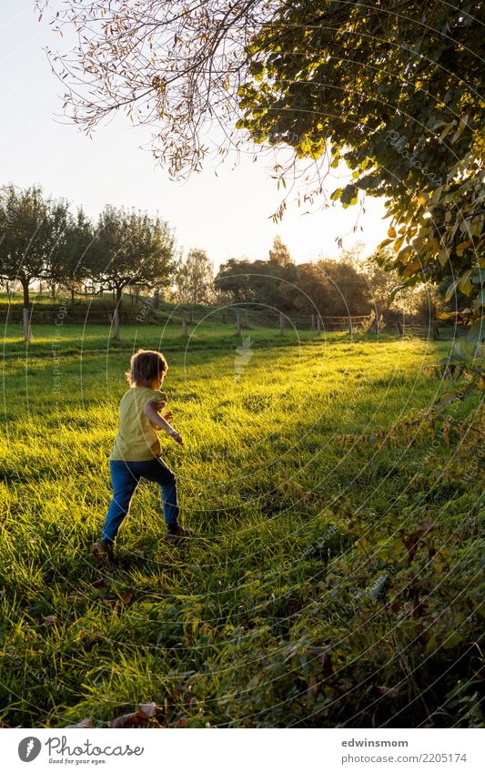 Herbsttage wie diese... Freizeit & Hobby Spielen Kind Kindheit 1 Mensch Natur Schönes Wetter Baum Wiese kurzhaarig Holz Bewegung entdecken rennen leuchten frei