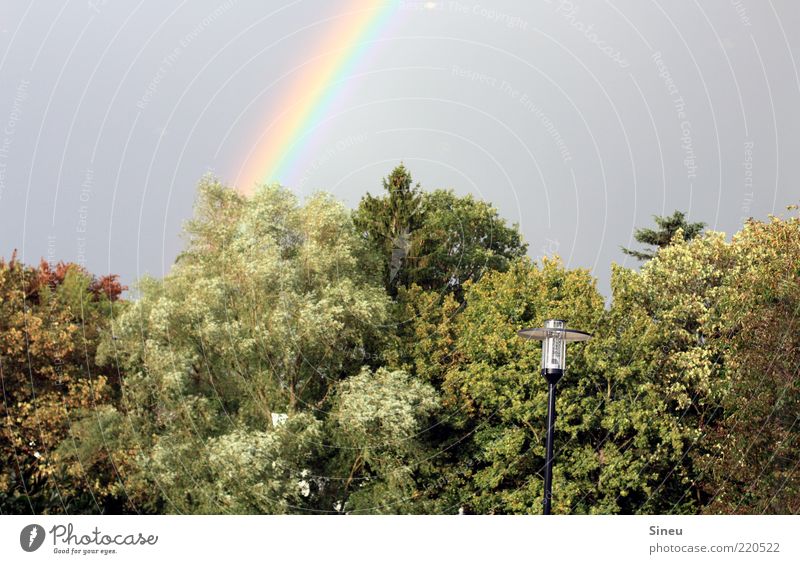 Somewhere over the Rainbow Natur Himmel Wolkenloser Himmel Baum Park beobachten genießen leuchten Begeisterung Regenbogen Laterne Laternenpfahl