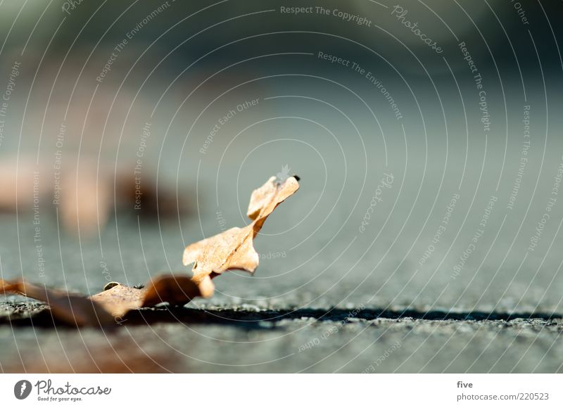 up Natur Erde Herbst Schönes Wetter Pflanze Blatt Herbstlaub Eichenblatt Teer Parkplatz Farbfoto Außenaufnahme Nahaufnahme Makroaufnahme Tag Licht Silhouette