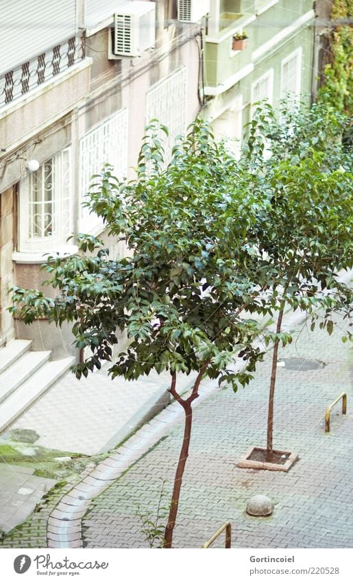 Seitenstraße Baum Stadt Haus Fassade grün Istanbul Türkei Straße Cihangir Farbfoto Außenaufnahme Tag Menschenleer Wohnhaus Wohngebiet Stadtteil