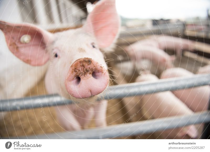 Schwein streckt Rüssel Richtung Kamera Lebensmittel Fleisch Schweinefleisch Gesunde Ernährung Landwirt Landwirtschaft Forstwirtschaft Bauernhof Stall Tier