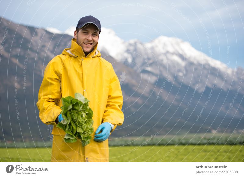 Erntehelfer bei der Gemüseernte auf dem Gemüsefeld Lebensmittel Salat Salatbeilage Spinat Spinatblatt Ernährung Bioprodukte Vegetarische Ernährung Gesundheit