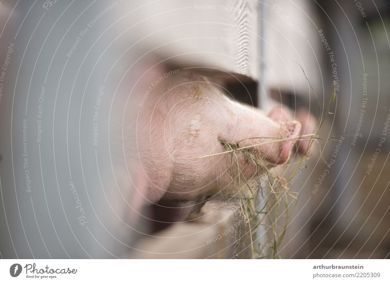Glückliche Schweine am Bauernhof beim fressen Lebensmittel Fleisch Wurstwaren Schweinefleisch Schweinekopf Schweinefilet Schweinschnauze Schweinebraten