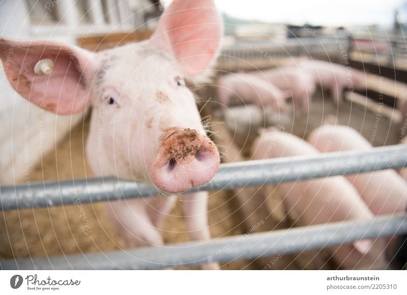 Schwein im Schweinestall am Bauernhof im Freien Lebensmittel Fleisch Schweinefleisch Schweinekopf Schweinschnauze Schweinebraten Ernährung Bioprodukte