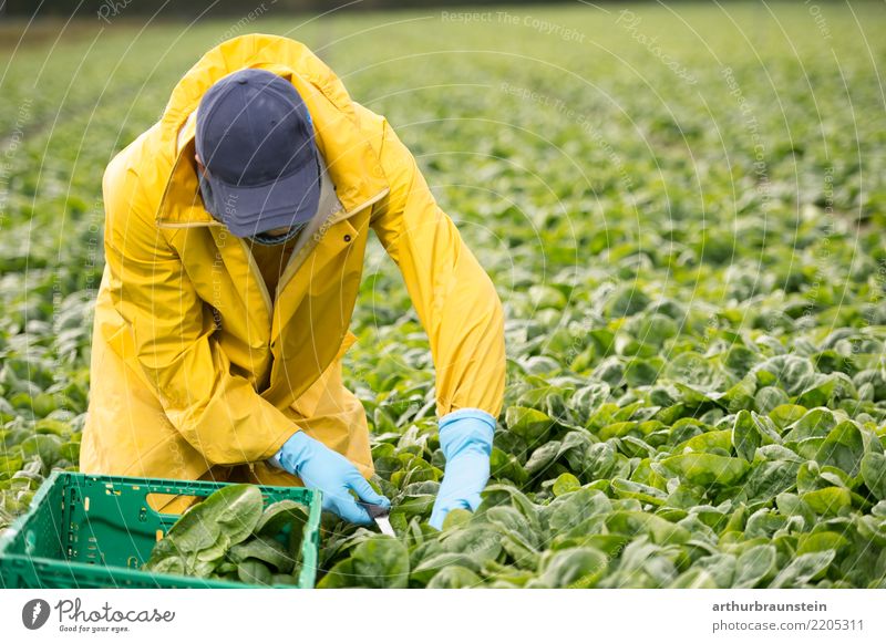 Junger Landwirt arbeitet auch seinem Gemüsefeld Lebensmittel Spinat Spinatblatt Ernährung Bioprodukte Vegetarische Ernährung Gesunde Ernährung Azubi