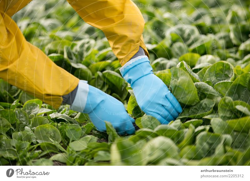 Gemüseernte in der Landwirtschaft mit den Händen am Feld Lebensmittel Salat Salatbeilage Spinat Spinatblatt Ernährung Bioprodukte Vegetarische Ernährung kaufen