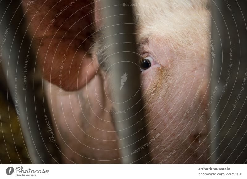 Unglückliches Schwein eingesperrt im Mastbetrieb Lebensmittel Fleisch Wurstwaren Schweinefleisch Schweinefilet Schweinekopf Schweinebraten Schweineohr Ernährung