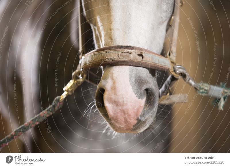 Pferd im Stall mit Geschirr Lebensmittel Fleisch Pferdekopf Freizeit & Hobby Reiten Reitsport Tierzucht Landwirtschaft Forstwirtschaft Nutztier Pferdestall 1