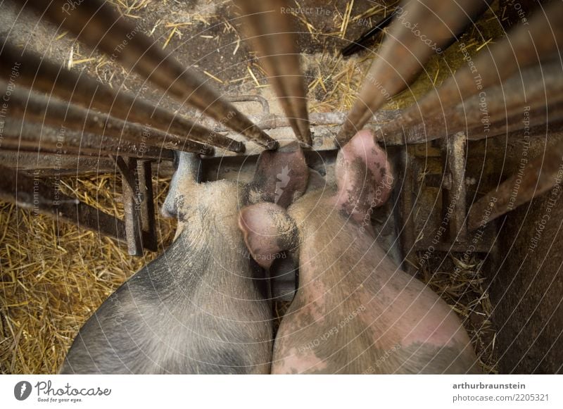 Schweine fressen bei Futtertrog im Stall Lebensmittel Fleisch Wurstwaren Schweinefleisch Schweineohr Schweinebraten Ernährung Arbeit & Erwerbstätigkeit Beruf