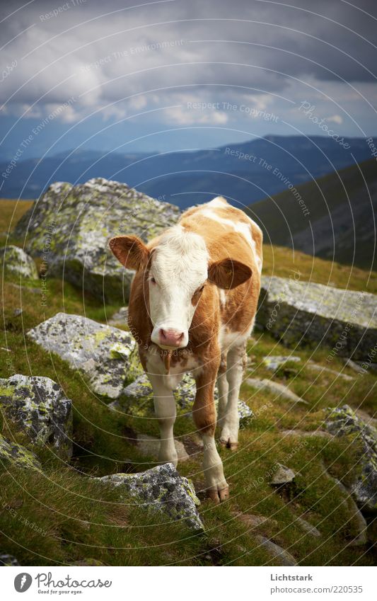 und du? Berge u. Gebirge Umwelt Natur Landschaft Sommer Tier Nutztier Kuh Tiergesicht Fell 1 Tierjunges natürlich Neugier braun weiß Freiheit Kontakt nachhaltig