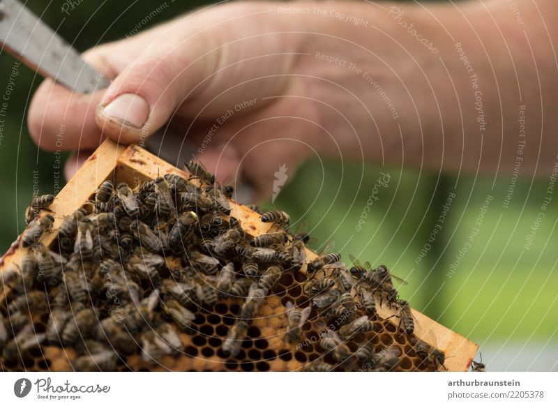 Auf der Suche nach der Bienenkönigin Lebensmittel Honig Honigbiene Ernährung Bioprodukte Slowfood Gesunde Ernährung Freizeit & Hobby Imkerei Garten Beruf