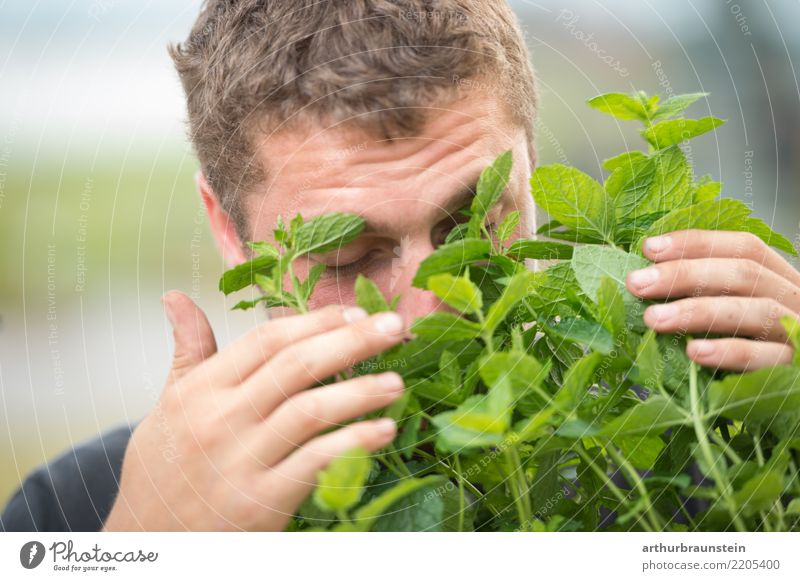 Junger Mann riecht an frischer Minze im Freien Lebensmittel Kräuter & Gewürze Minzeblatt Ernährung Bioprodukte Vegetarische Ernährung Gesundheit
