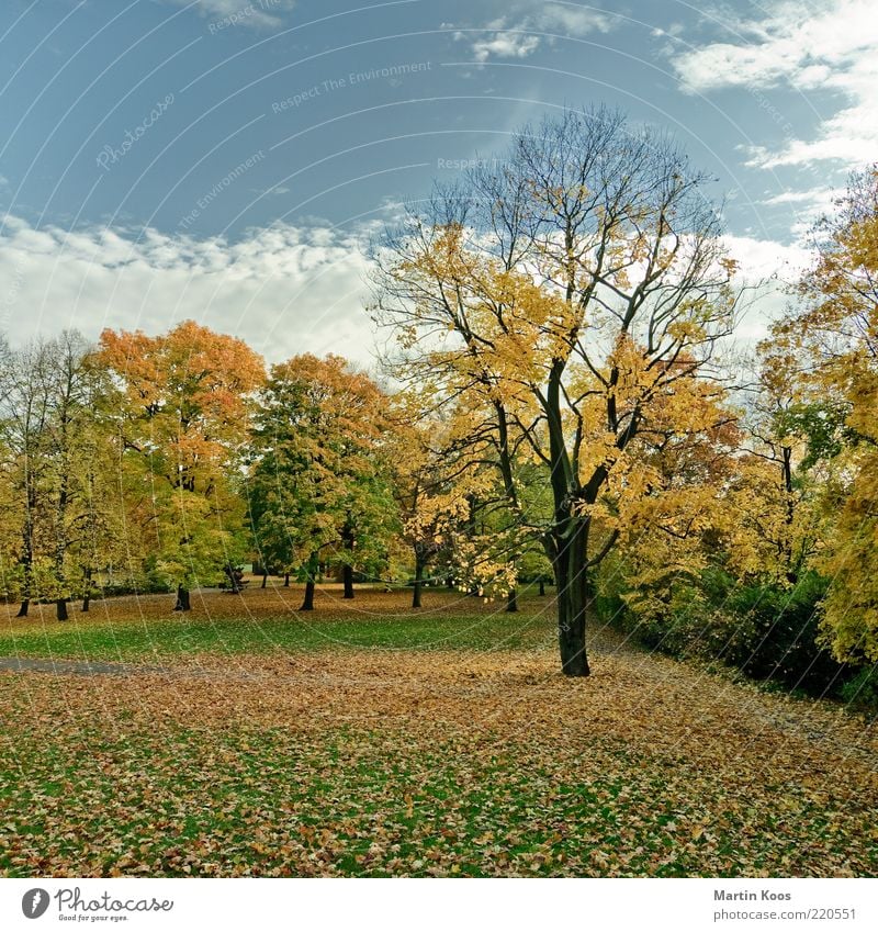 Herbst 2010 Umwelt Natur Landschaft Baum Blatt Park Wiese alt Farbe Leben Lebensfreude Misserfolg Stimmung Vergänglichkeit färben schön Erholung Spaziergang