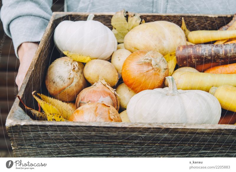 Herbst Gemüse Bioprodukte Vegetarische Ernährung Mensch maskulin 1 frisch Gesundheit mehrfarbig Vegane Ernährung Kürbis Möhre Jahreszeiten Konzept Ernte