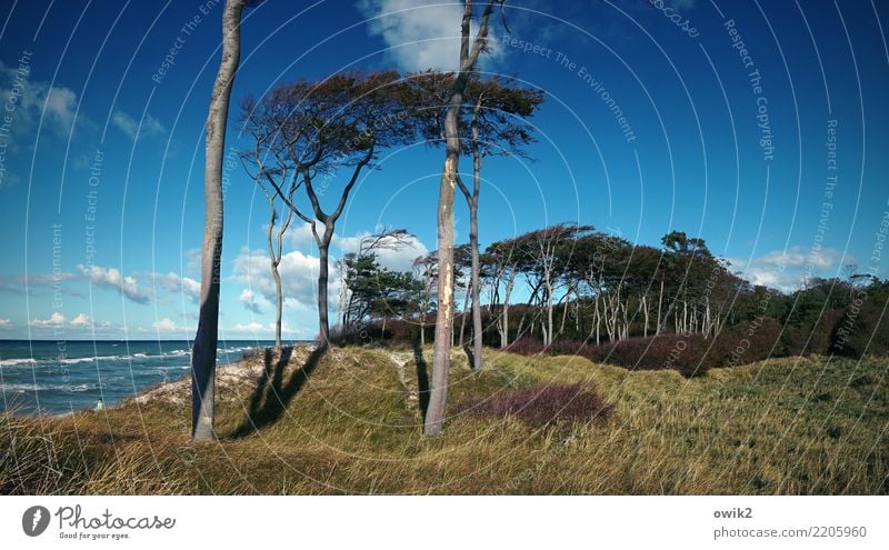 Nah am Wasser gebaut Umwelt Landschaft Himmel Wolken Horizont Wind Pflanze Baum Gras Sträucher Wald Ostsee Weststrand schaukeln stehen gigantisch groß