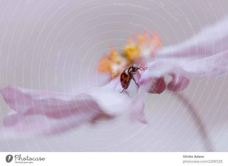 Marienkäfer krabbelt auf Anemone Glück Valentinstag Geburtstag Natur Pflanze Tier Blume Anemonen Wildtier Käfer Insekt 1 krabbeln laufen klein natürlich