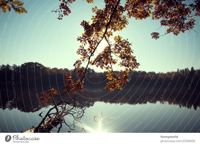 Herbstäste Umwelt Natur Pflanze Wasser Himmel Wolkenloser Himmel Sonne Sonnenlicht Baum Seeufer Einsamkeit Erholung Idylle Blatt orange Reflexion & Spiegelung