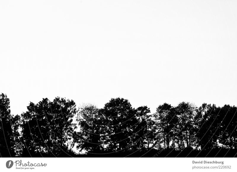 Waldgrenze Natur Pflanze Wolkenloser Himmel Baum schwarz weiß Freisteller Schwarzweißfoto Außenaufnahme Textfreiraum oben Textfreiraum Mitte Hintergrund neutral