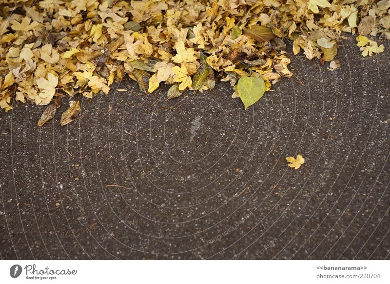 Einzelgänger Natur Herbst Wetter Blatt Boden Asphalt Ausreisser herbstlich Herbstfärbung gelb separieren Farbfoto mehrfarbig Außenaufnahme Textfreiraum unten
