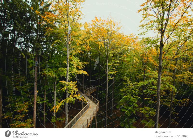 da geht es lang...auf dem Holzsteg mit Geländer durch den Wald. Freude ruhig Freizeit & Hobby wandern Umwelt Natur Urelemente Herbst Schönes Wetter Baum