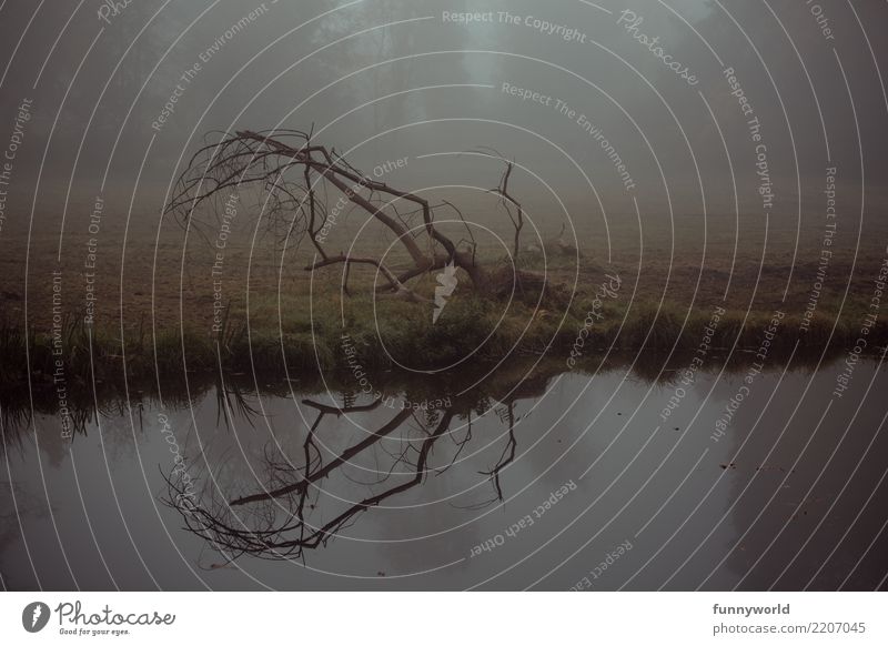 Wie ein Hirschgeweih zu Boden Umwelt Herbst Nebel Baum Seeufer Flussufer ästhetisch gruselig trist Ast Reflexion & Spiegelung kahl Wasser dunkel Dämmerung