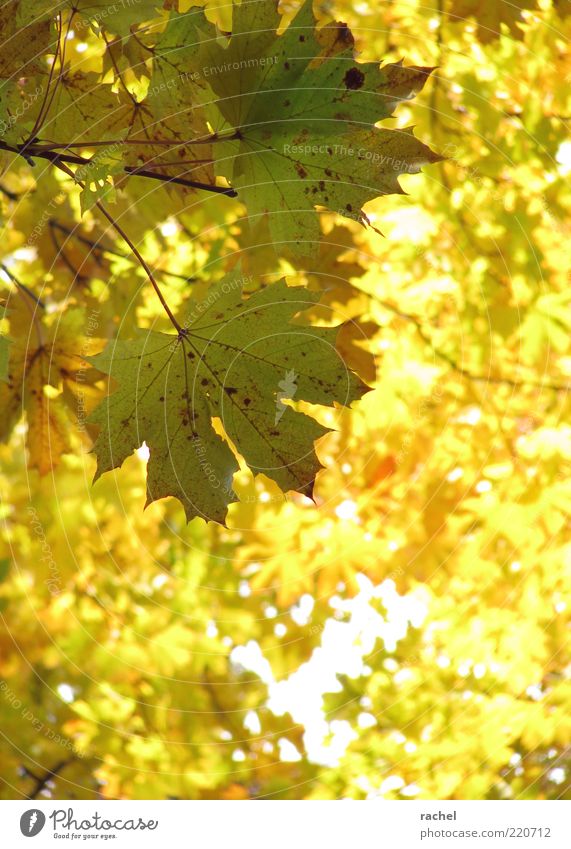 Laubleuchten Umwelt Natur Herbst Schönes Wetter Baum Blatt Wald Vergänglichkeit Wandel & Veränderung Laubbaum Herbstlaub Ahornblatt herbstlich hell