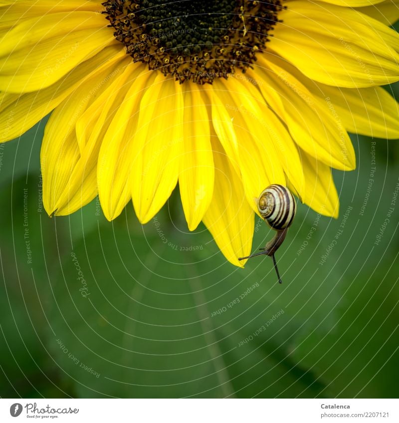 Braun auf Gelb auf Grün, Schnecke auf Sonnenblume Natur Pflanze Sommer Blume Blatt Blüte Garten 1 Tier Blühend hängen verblüht dehydrieren wandern ästhetisch