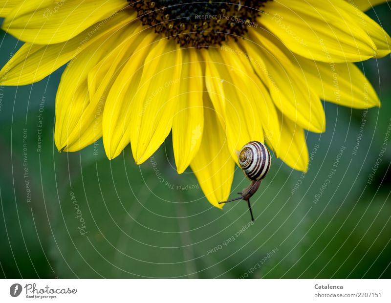 Kopfunter, Schnirkelschnecke auf einer Sonnenblume Natur Pflanze Tier Sommer Blume Blatt Blüte Garten Schnecke 1 Bewegung hängen ästhetisch schön braun gelb