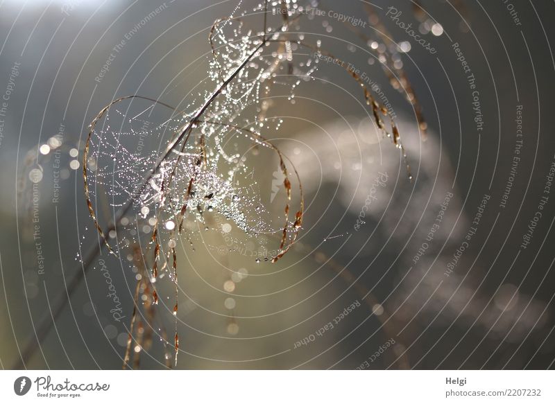 Perlen im Netz Umwelt Natur Pflanze Wassertropfen Herbst Schönes Wetter Gras Wildpflanze Halm Wald Spinnennetz glänzend hängen leuchten authentisch