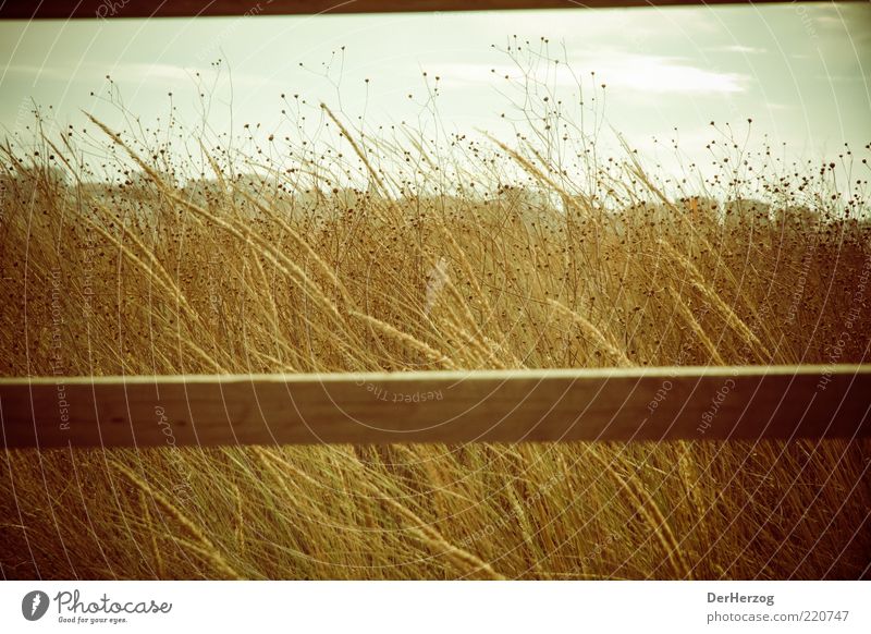 Balkengras Umwelt Natur Landschaft Sonne Sommer Schönes Wetter Wärme Gras Küste Strand Gefühle ruhig träumen Farbfoto Außenaufnahme Tag Portugal dehydrieren