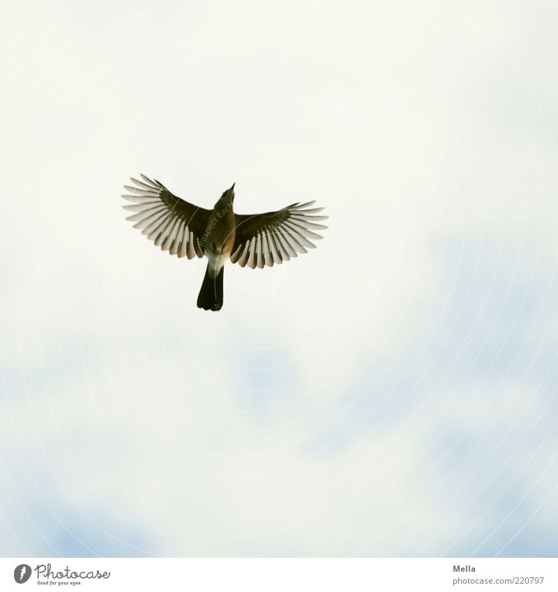 Das Prinzip Hoffnung Umwelt Natur Tier Luft Himmel Vogel Flügel Eichelhäher 1 fliegen frei natürlich oben Stimmung Freiheit Optimismus Perspektive ausbreiten