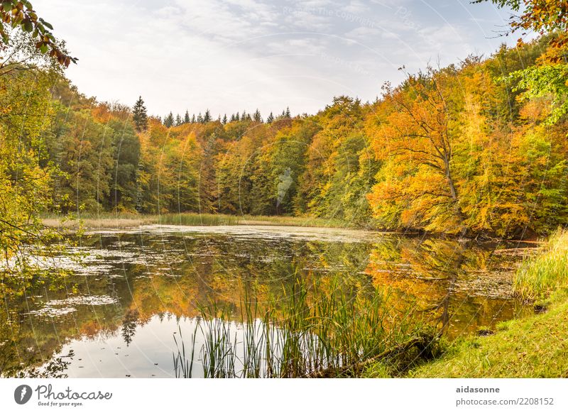 Forellenteich Landschaft Wasser Wolken Herbst Schönes Wetter Wald Teich achtsam ruhig Frieden Zeit Zufriedenheit Farbfoto mehrfarbig Außenaufnahme Menschenleer
