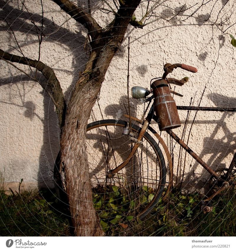 Bike Herbst Fahrrad Schönes Wetter Baum Mauer Wand Milchkanne Metall alt braun Stimmung Verfall Vergänglichkeit Farbfoto Gedeckte Farben Außenaufnahme Abend